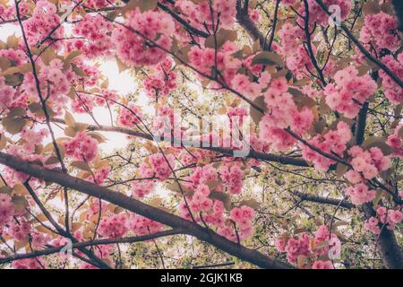 focus on foreground kwanzan cherry tree blossoms and white apple tree flowers pink romantic springtime background Stock Photo