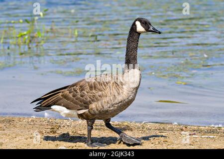 Canada Geese walking by the water displaying fluffy brown feather plumage wings in its environment and habitat surrounding with a foliage background. Stock Photo
