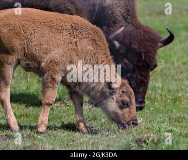 Bison adult with baby bison close-up view in the field in their environment and habitat surrounding with a blur foliage background. Buffalo Picture. Stock Photo