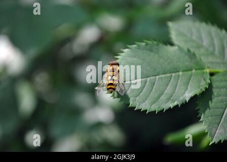 Small wild bee sitting on green rose leaf, soft blurry background Stock Photo