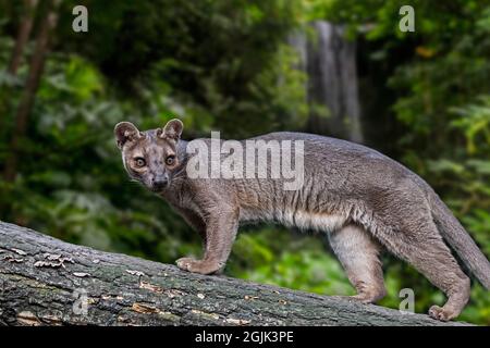 Fossa (Cryptoprocta ferox) hunting in tree in forest, largest Malagasy mammalian carnivore endemic to Madagascar, Africa Stock Photo