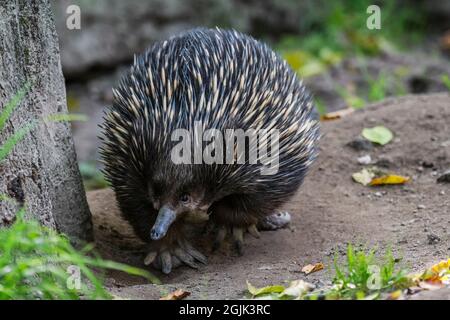 Short-beaked echidna (Tachyglossus aculeatus) foraging for ants, spiny anteater and egg-laying mammal native to Australia and New Guinea Stock Photo