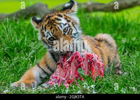 Siberian tiger (Panthera tigris altaica) cub eating large chunk of meat in zoo Stock Photo