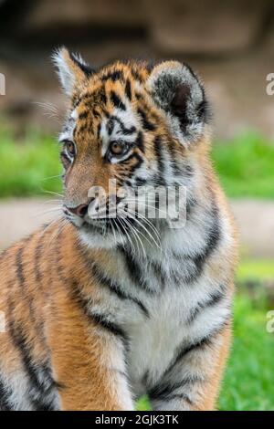 Siberian tiger (Panthera tigris altaica) cub, close-up portrait in zoo Stock Photo