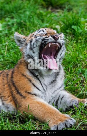 Siberian tiger (Panthera tigris altaica) cub yawning showing fangs in open mouth Stock Photo