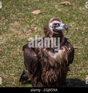 This vulture is preening for spectators at the Milwaukee county zoo in Wisconsin. Stock Photo