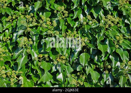 Common ivy, Hedera helix, with flower buds Stock Photo