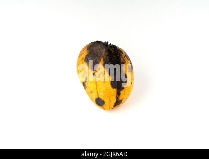 Manggo fruits isolated on white background. Stock Photo
