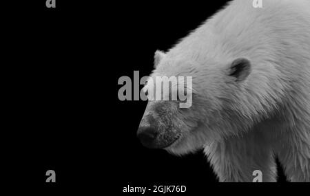 Big And Heavy White Polar Bear In The Black Background Stock Photo