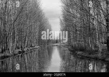a stream of birch on the bank of small river. Located in Viikinranta, Helsinki. Stock Photo