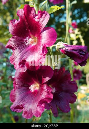 Dark red Alcea rosea or common hollyhock is a part of a cottage garden