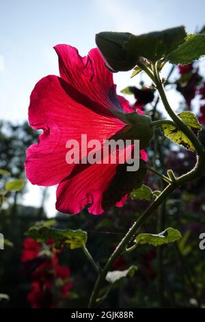 Back lit dark red Alcea rosea or common hollyhock Stock Photo