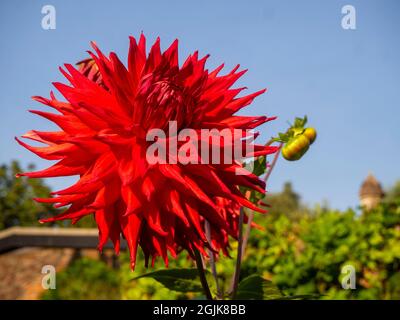 Dahlia 'Apache' at Chenies Manor, Buckinghamshire; a tall red fimbriated large blooming cactus variety. Stock Photo