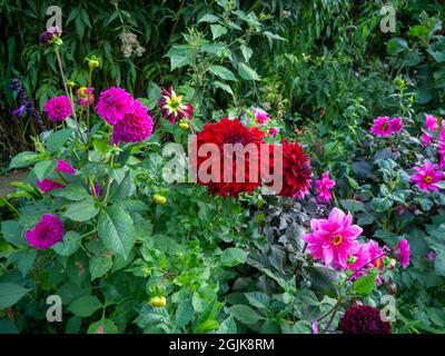 Vivid red Dahlia "Spartacus, Dahlia "Purple Fox", Dahlia "Fascination" at Chenies Manor Sunken garden, Buckinghamshire. Stock Photo