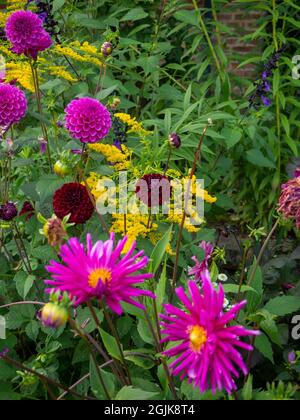 Dahlia "Ambition",Dahlia "Purple Fox", Dahlia "Karma Choc" with Goldenrod and blue Salvia at Chenies Sinken garden in September. Stock Photo