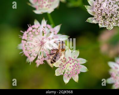 Honey bee on Astrantia flowers at Chenies Manor, Buckinghamshire. Stock Photo