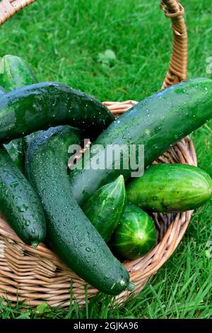 Basket of home garden produced cucumbers just harvested sitting on lawn Stock Photo