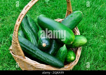 Basket of home garden produced cucumbers and courgettes just harvested sitting on lawn Stock Photo