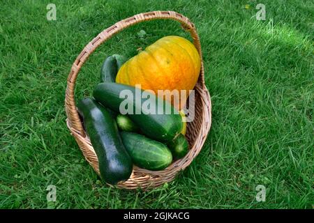 Basket of home garden produced cucumbers, squash and courgettes just harvested sitting on lawn Stock Photo