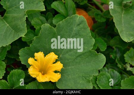 Flower on Winter Hokkaido Squash plant growing on vine in home garden with with a fruit nearly covered by  leaves Stock Photo