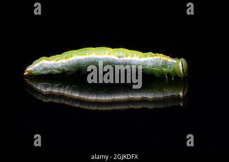 Variable Oakleaf Caterpillar Moth (Lochmaeus manteo) - Brevard, North Carolina, USA Stock Photo