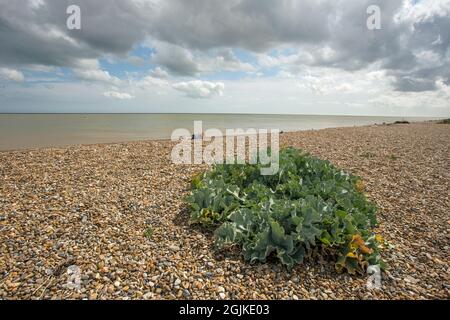 Aldeburgh, Suffolk, England, August 15th 2021, vegetation growing on the beach Stock Photo