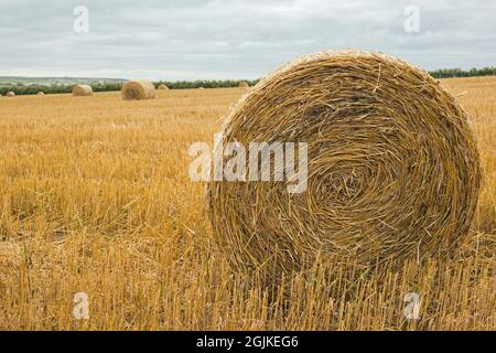 Cubert, Newquay, Cornwall, England,  August 31st 2021, A view of harvested hay bales in Cornish farm fields Stock Photo