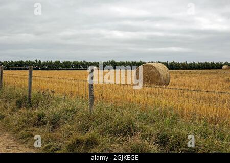 Cubert, Newquay, Cornwall, England,  August 31st 2021, A view of harvested hay bales in Cornish farm fields Stock Photo