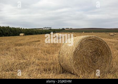 Cubert, Newquay, Cornwall, England,  August 31st 2021, A view of harvested hay bales in Cornish farm fields Stock Photo