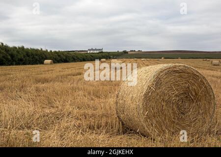 Cubert, Newquay, Cornwall, England,  August 31st 2021, A view of harvested hay bales in Cornish farm fields Stock Photo