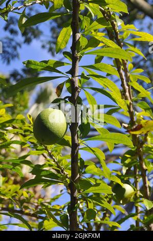 calabash tree, huingo, krabasi, or kalebas, Crescentia mirabilis Stock Photo