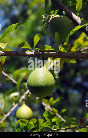 calabash tree, huingo, krabasi, or kalebas, Crescentia mirabilis Stock Photo