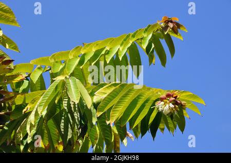 Duabanga sonneratioides, Duabanga grandiflora, lampati fa, Asia Stock Photo