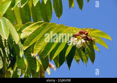 Duabanga sonneratioides, Duabanga grandiflora, lampati fa, Asia Stock Photo