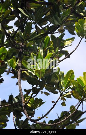 mammee, mammee apple, mamey, mamey apple, Santo Domingo apricot, tropical apricot, Mammiapfel, Mammea americana, dél-amerikai barack, South America Stock Photo