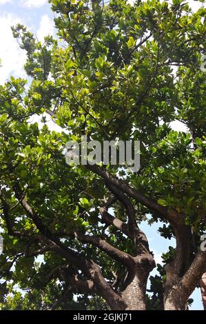 mammee, mammee apple, mamey, mamey apple, Santo Domingo apricot, tropical apricot, Mammiapfel, Mammea americana, dél-amerikai barack, South America Stock Photo