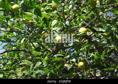 Key lime, West Indian lime, bartender's lime, Omani lime, or Mexican lime, Echte Limette, Citrus aurantifolia, lime, zöldcitrom Stock Photo