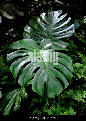Swiss cheese plant leaves (Monstera deliciosa) Stock Photo
