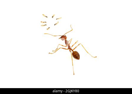 Ant isolated on white.Formica rufa Stock Photo