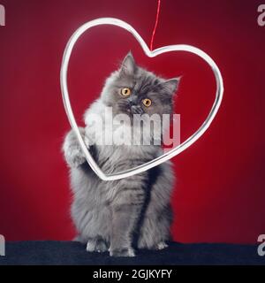 Adorable fluffy grey long haired cat posing with his face in a heart, with a red background. Stock Photo