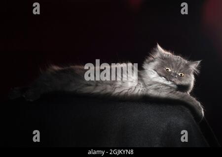 Hilariously angry looking fluffy grey long haired cat. Stock Photo