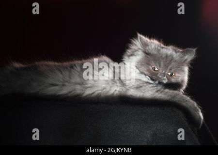 Hilariously angry looking fluffy grey long haired cat. Stock Photo