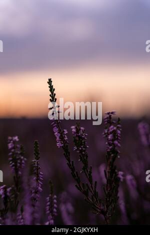 Closeup shot of Heather flowers in the field during the sunset