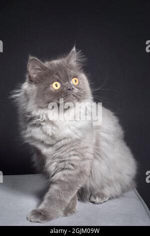 Fluffy grey long haired cat Stock Photo