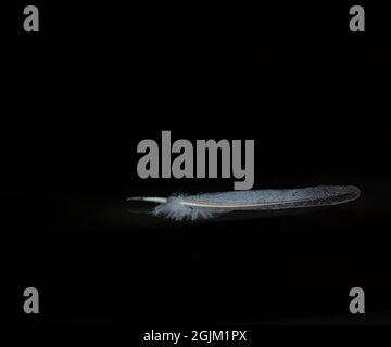 Floating feather Stock Photo