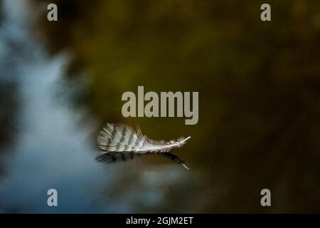 Flooting feather Stock Photo