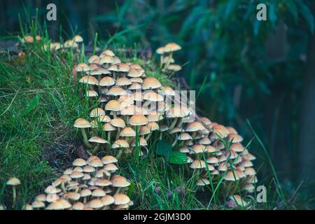 many tree fungi grow on a sawed off rotting tree trunk Stock Photo