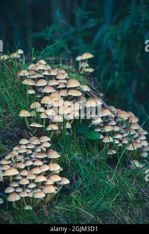 many tree fungi grow on a sawed off rotting tree trunk Stock Photo