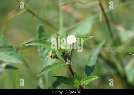 Closeup shot of growing False daisy flower Stock Photo