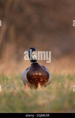 Mallard walking in the meadow. European wildlife during spring season. Wild duck on the grass. Stock Photo